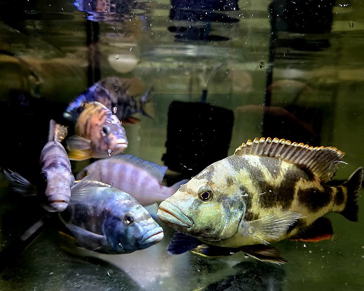 Assorted XXL African Cichlid ~ 12-15cm SPECIAL OFFER